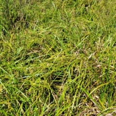 Carex fascicularis at Mansfield, VIC - 31 Dec 2023 10:41 AM
