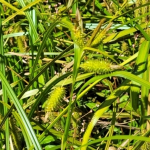 Carex fascicularis at Mansfield, VIC - 31 Dec 2023 10:41 AM