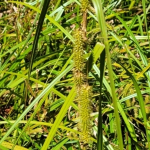 Carex fascicularis at Mansfield, VIC - 31 Dec 2023 10:41 AM