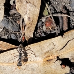 Unidentified Ant (Hymenoptera, Formicidae) at Mansfield, VIC - 30 Dec 2023 by trevorpreston