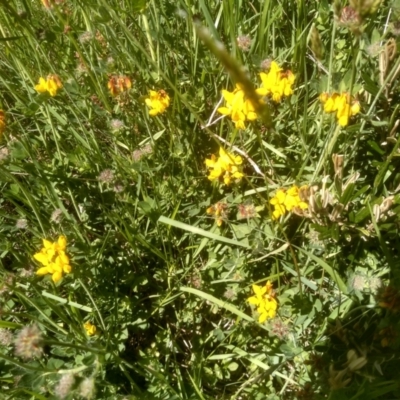 Lotus sp. (Trefoil) at Kosciuszko National Park - 30 Dec 2023 by mahargiani