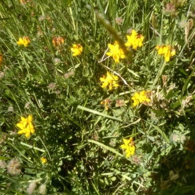 Lotus sp. (Trefoil) at Guthega, NSW - 29 Dec 2023 by mahargiani