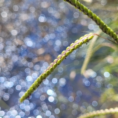 Paspalum dilatatum (Paspalum) at Mansfield Wetlands - 30 Dec 2023 by trevorpreston