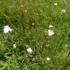 Achillea millefolium (Yarrow) at Kosciuszko National Park - 29 Dec 2023 by mahargiani