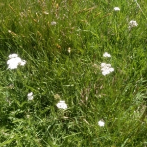 Achillea millefolium at Kosciuszko National Park - 30 Dec 2023