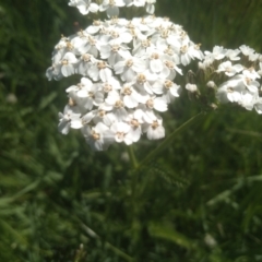 Achillea millefolium at Kosciuszko National Park - 30 Dec 2023