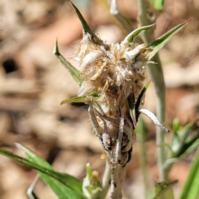 Euchiton sp. (A Cudweed) at Mansfield, VIC - 30 Dec 2023 by trevorpreston