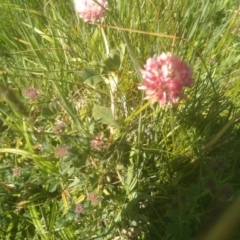 Trifolium pratense (Red Clover) at Kosciuszko National Park - 30 Dec 2023 by mahargiani