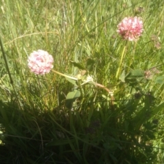 Trifolium pratense at Kosciuszko National Park - 30 Dec 2023