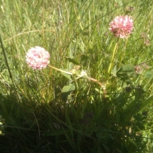 Trifolium pratense at Kosciuszko National Park - 30 Dec 2023