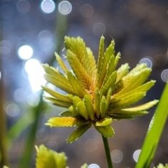 Cyperus eragrostis (Umbrella Sedge) at Mansfield, VIC - 31 Dec 2023 by trevorpreston