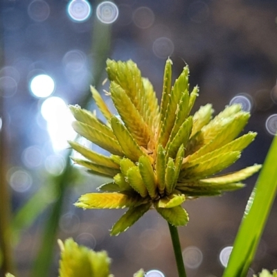 Cyperus eragrostis (Umbrella Sedge) at Mansfield, VIC - 31 Dec 2023 by trevorpreston