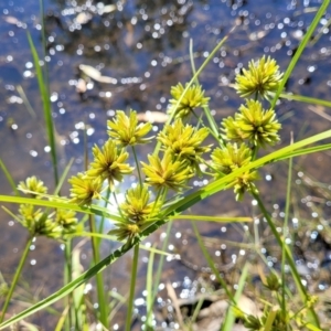 Cyperus eragrostis at Mansfield, VIC - 31 Dec 2023 10:37 AM