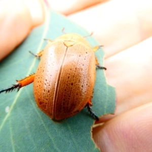 Anoplognathus sp. (genus) at Emu Creek - 29 Dec 2023