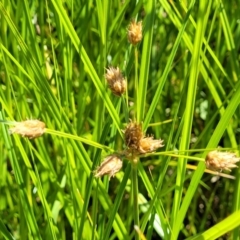 Bolboschoenus fluviatilis (Marsh Club-rush) at Mansfield, VIC - 30 Dec 2023 by trevorpreston