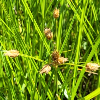 Bolboschoenus fluviatilis (Marsh Club-rush) at Mansfield Wetlands - 30 Dec 2023 by trevorpreston