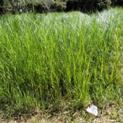 Bolboschoenus fluviatilis at Mansfield, VIC - 31 Dec 2023