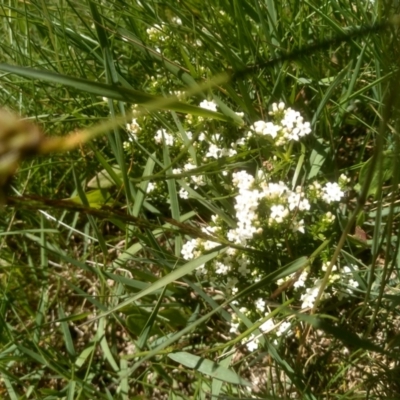 Asperula pusilla (Alpine Woodruff) at Kosciuszko National Park - 30 Dec 2023 by mahargiani