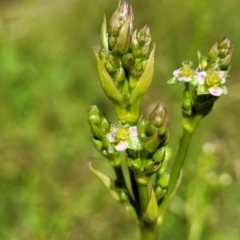 Alisma plantago-aquatica (Water Plantain) at Mansfield Wetlands - 30 Dec 2023 by trevorpreston