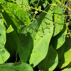 Alisma plantago-aquatica at Mansfield, VIC - 31 Dec 2023