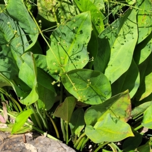 Alisma plantago-aquatica at Mansfield, VIC - 31 Dec 2023