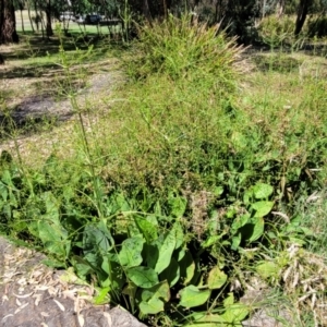 Alisma plantago-aquatica at Mansfield, VIC - 31 Dec 2023 10:32 AM