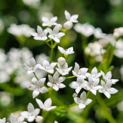 Unidentified Other Wildflower or Herb at Mansfield Wetlands - 30 Dec 2023 by trevorpreston