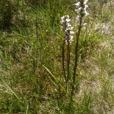 Prasophyllum alpestre (Mauve leek orchid) at Guthega, NSW - 30 Dec 2023 by mahargiani