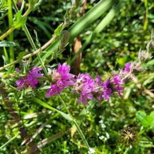 Lythrum salicaria at Mansfield, VIC - 31 Dec 2023