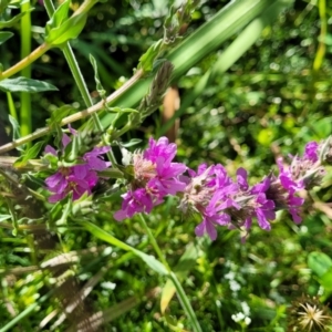 Lythrum salicaria at Mansfield, VIC - 31 Dec 2023