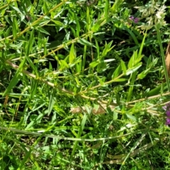 Lythrum salicaria at Mansfield, VIC - 31 Dec 2023