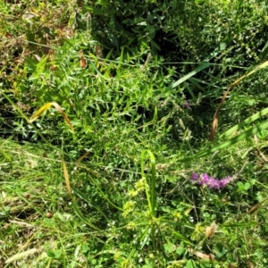 Lythrum salicaria at Mansfield, VIC - 31 Dec 2023