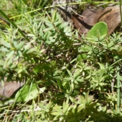 Styphelia humifusum (Cranberry Heath) at Micalong Gorge - 28 Dec 2023 by brunonia