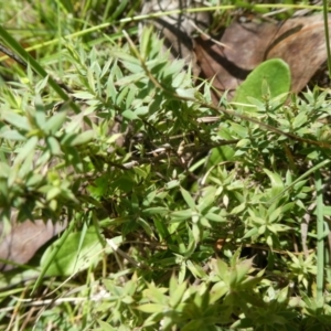 Astroloma humifusum at Micalong Gorge - 28 Dec 2023