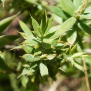 Styphelia humifusum at Micalong Gorge - 28 Dec 2023