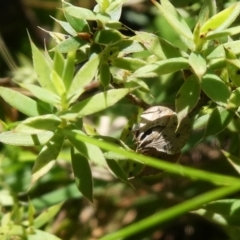 Styphelia humifusum at Micalong Gorge - 28 Dec 2023