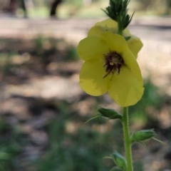 Verbascum virgatum (Green Mullein) at Mansfield, VIC - 31 Dec 2023 by trevorpreston