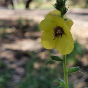 Verbascum virgatum at Mansfield, VIC - 31 Dec 2023 10:28 AM