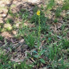 Verbascum virgatum at Mansfield, VIC - 31 Dec 2023 10:28 AM