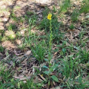 Verbascum virgatum at Mansfield, VIC - 31 Dec 2023 10:28 AM