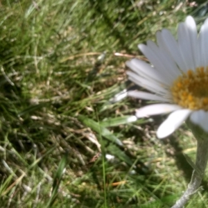 Celmisia tomentella at Kosciuszko National Park - 30 Dec 2023 11:05 AM