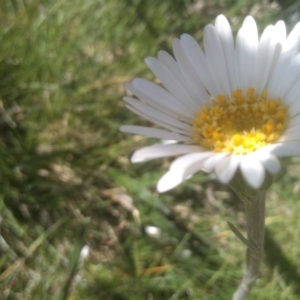 Celmisia tomentella at Kosciuszko National Park - 30 Dec 2023 11:05 AM