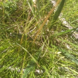 Celmisia tomentella at Kosciuszko National Park - 30 Dec 2023