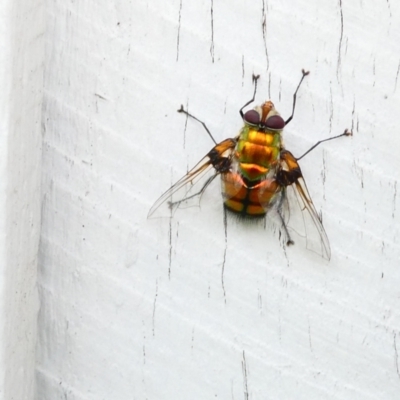 Rutilia (Chrysorutilia) sp. (genus & subgenus) (A Bristle Fly) at Emu Creek Belconnen (ECB) - 29 Dec 2023 by JohnGiacon