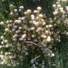 Ozothamnus alpinus (Alpine Everlasting) at Guthega, NSW - 30 Dec 2023 by mahargiani