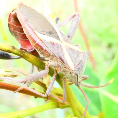 Mictis profana (Crusader Bug) at Emu Creek - 29 Dec 2023 by JohnGiacon