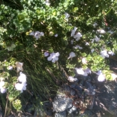 Prostanthera cuneata (Alpine Mint Bush) at Kosciuszko National Park - 30 Dec 2023 by mahargiani