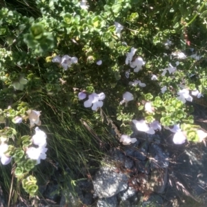 Prostanthera cuneata at Kosciuszko National Park - 30 Dec 2023 11:06 AM