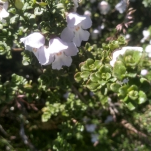 Prostanthera cuneata at Kosciuszko National Park - 30 Dec 2023 11:06 AM