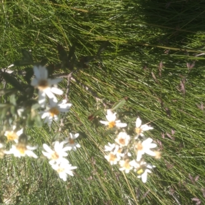 Olearia phlogopappa subsp. flavescens (Dusty Daisy Bush) at Kosciuszko National Park - 30 Dec 2023 by mahargiani